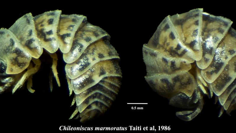 Chileoniscus marmoratus Taiti et al., 1986, ejemplar hembra extendido (izquierda) y conglobado (derecha).