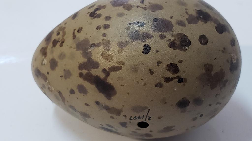 Huevo manchado de “queltehue” de la colección de ornitología del MNHN. (Fotografía: Herman Núñez).