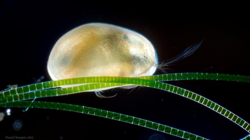 Un ostrácodo sobre filamentos de algas acuáticas, mostrando parte de sus apéndices.