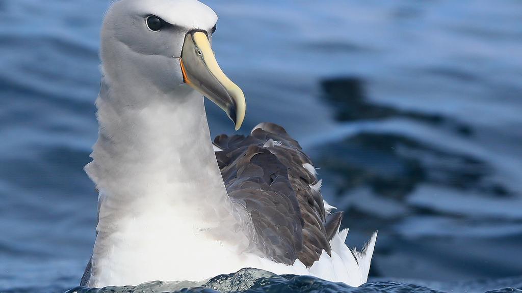 Albatros de Salvin (Thalassarche salvini), (Foto: Pablo Caceres Contreras, CC)