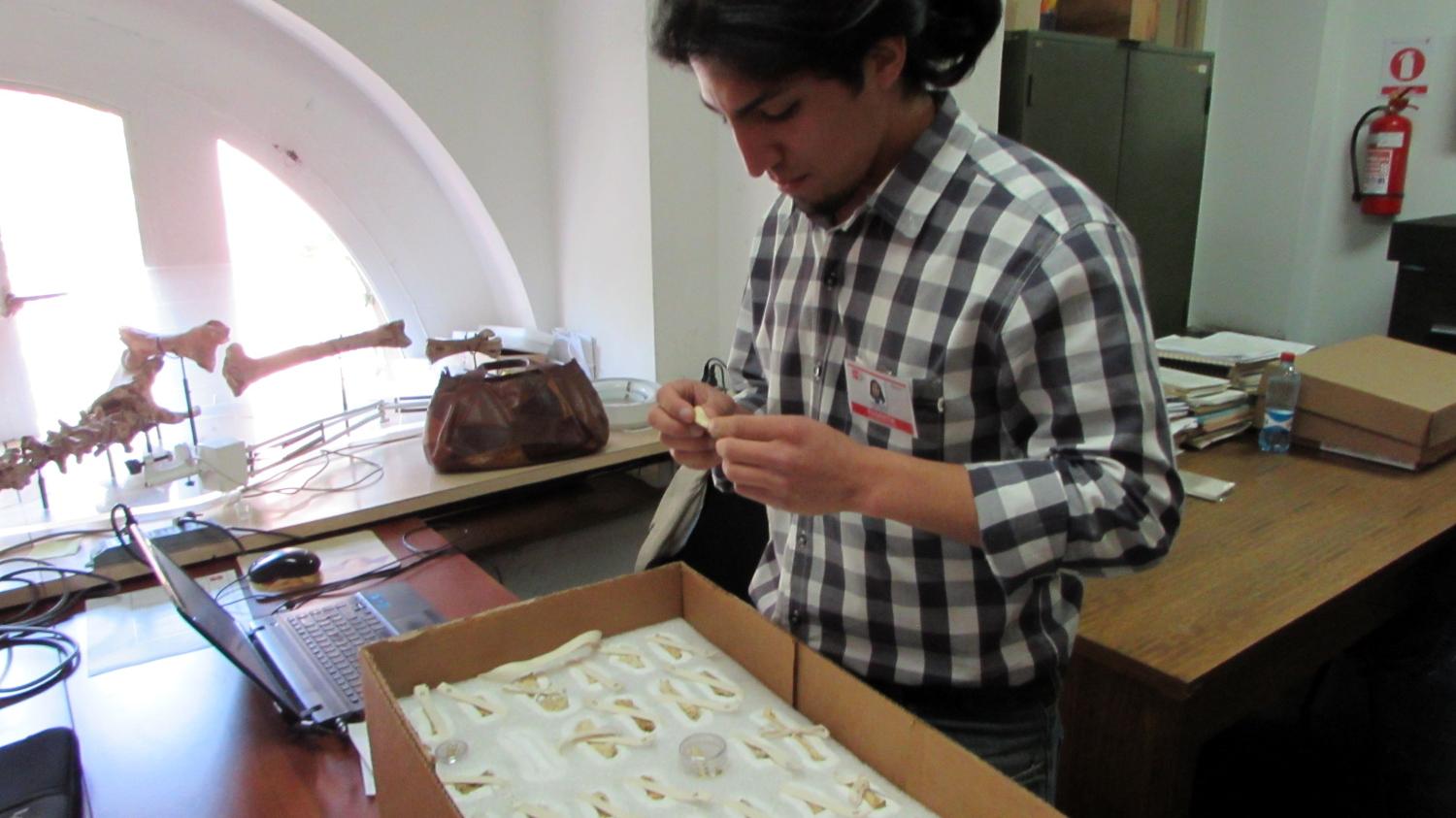 Hugo Oyarzo revisando material paleontológico del Área.