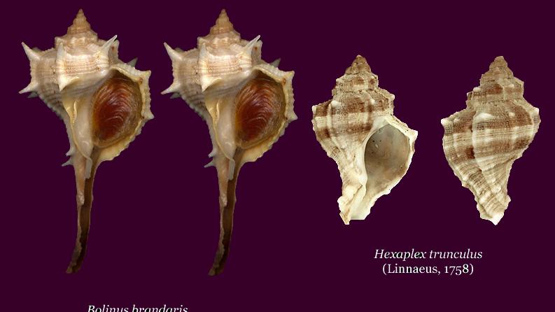 Bolimus brandaris y Hexaplex trunculus