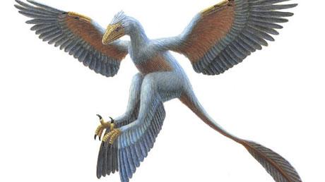 Microraptor tetráptero, según Utako Kikutani.