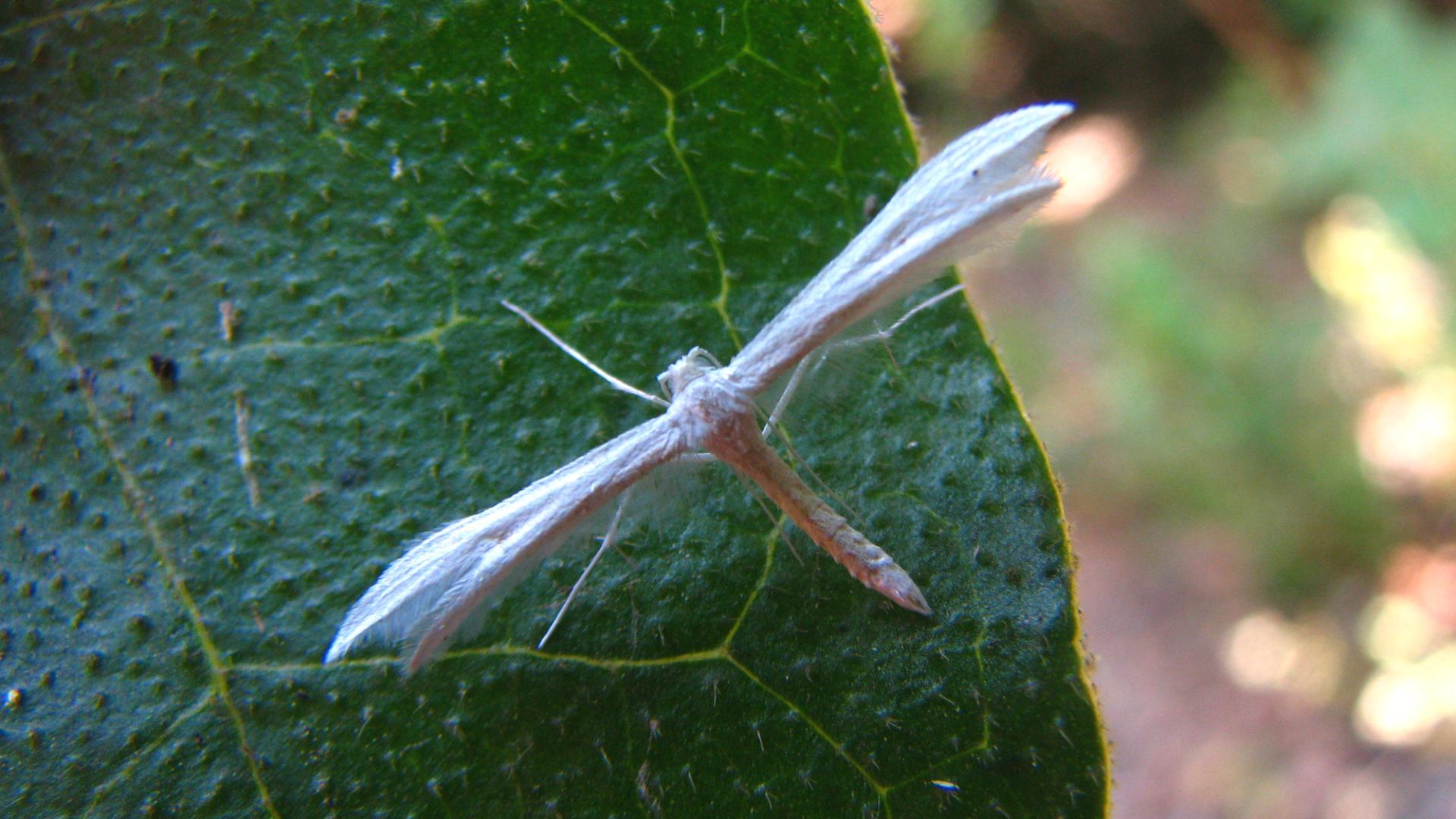 Pterophoridae en reposo.
