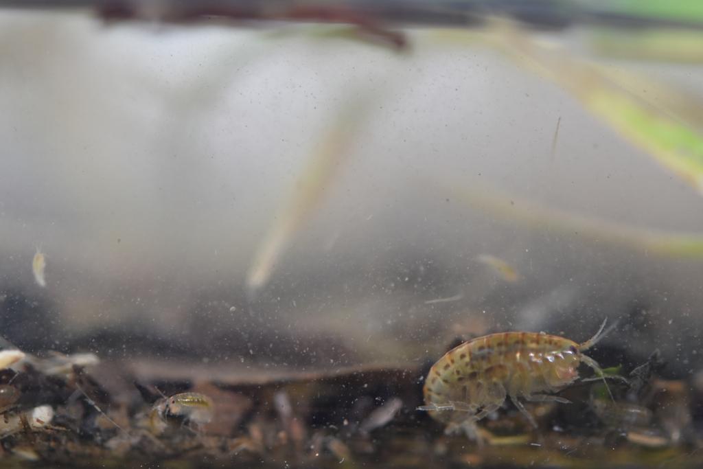 El anfípodo Hyalella chiloensis, especie común en cuerpos de agua superficiales desde concepción a Coyhaique.